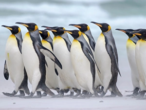 Flightless Prints: King penguin group on a beach. South America, Falkland Islands, Volunteer Point