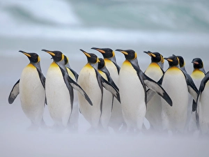 Flightless Prints: King penguin group on a beach. South America, Falkland Islands, Volunteer Point