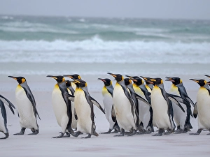 Flightless Prints: King penguin group on a beach. South America, Falkland Islands, Volunteer Point