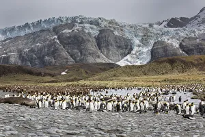 Images Dated 9th November 2016: King penguin rookery on Gold Harbor. South Georgia Islands