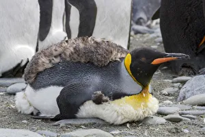 South Georgia Prints: King penguin rookery on Gold Harbor. South Georgia Islands