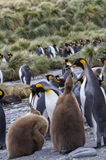 Images Dated 9th November 2016: King penguin rookery on Gold Harbor. South Georgia Islands