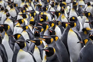 Images Dated 10th November 2016: King penguin rookery at Salisbury Plain. South Georgia Islands