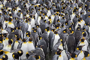 Images Dated 10th November 2016: King penguin rookery at Salisbury Plain. South Georgia Islands
