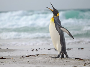 Flightless Prints: King penguin. South America, Falkland Islands, Saunders Island