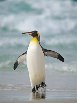 Flightless Prints: King penguin. South America, Falkland Islands, Saunders Island
