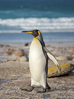 Flightless Prints: King penguin. South America, Falkland Islands, Saunders Island