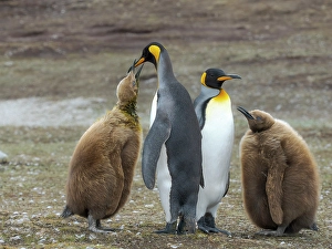 Flightless Prints: King penguin. South America, Falkland Islands, Volunteer Point