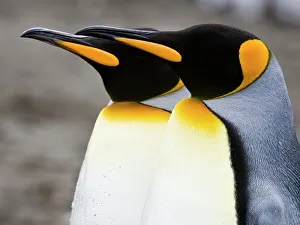 South Georgia Prints: King penguins