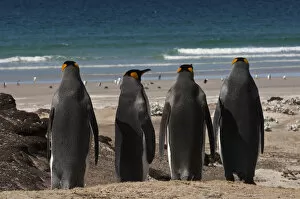 Images Dated 31st December 2007: King Penguins (Aptenodytes p. patagonica). Saunders Island. FALKLAND ISLANDS