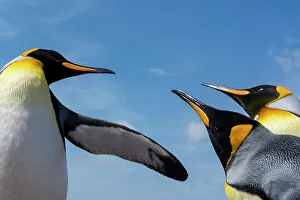 View From Below Prints: King penguins, Aptenodytes patagonicus, fighting. Volunteer Point, Falkland Islands