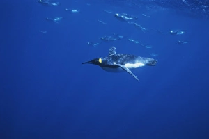 King Penguins, (Aptenodytes patagonicus), underwater, Macquarie Island, sub-Antarctica Australia