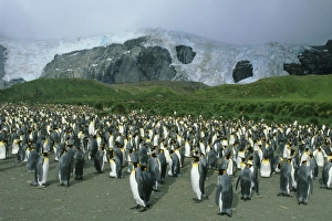 Sub Antarctic Prints: King Penguins, (Aptenodytes patagonicus), colony, South Georgia Island, sub-Antarctic