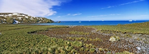 Images Dated 31st July 2012: King Penguins (Aptenodytes patagonicus) in colony, Subantarctia, South Georgia