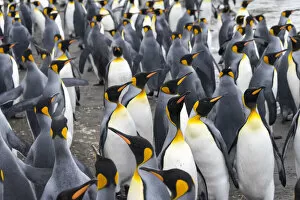 Antarctica Collection: King penguins on the beach, St. Andrews Bay, South Georgia, Antarctica