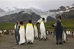 Images Dated 13th February 2006: King penguins at breeding colony, Gold Harbor, South Georgia Island, Scotia Sea