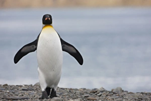 King Penguins, South Georgia Island