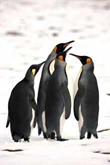 King Penguins, South Georgia Island