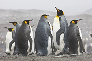 King Penguins, South Georgia Island