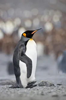 King Penguins, South Georgia Island