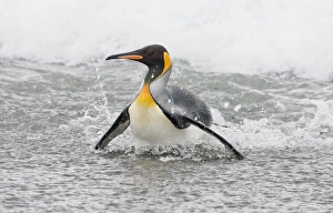 King Penguins, South Georgia Island