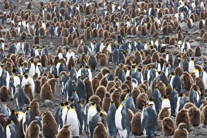 Images Dated 28th November 2009: King Penguins, South Georgia Island