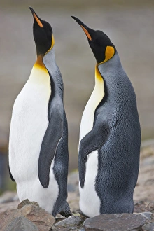 King Penguins, South Georgia Island