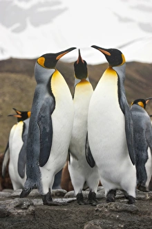 King Penguins, South Georgia Island