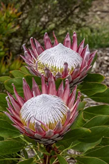 King Protea flower