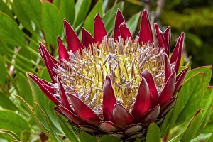 King Protea flower