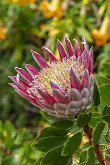 King Protea flower