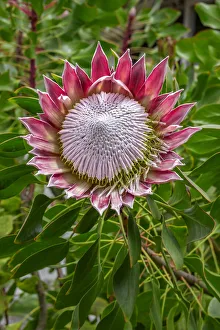 King Protea flower