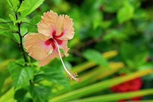 Polynesia Prints: Kingdom of Tonga. Peach colored hibiscus flower