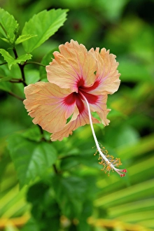 Polynesia Prints: Kingdom of Tonga. Peach colored hibiscus flower