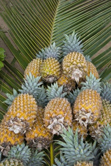Pineapple Prints: Kingdom of Tonga, Vava u Islands, Neiafu. Local produce market, pineapples