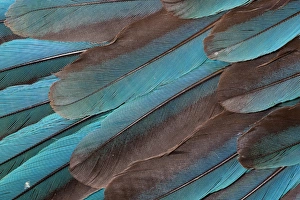 Images Dated 26th December 2009: Kingfisher Wing Feathers
