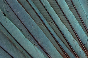 Natural Pattern Prints: Kingfisher Wing Feathers