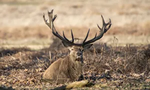 Red Deer Prints: The Kings Deer (Red Deer) are native to the UK and can be found in old park reserves