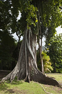 Images Dated 23rd January 2010: Kingstown Botanical gardens, St. Vincent & The Grenadines