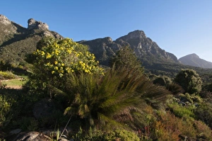 Cape Town Prints: Kirstenbosch National Botanical Garden, Cape Town, South Africa