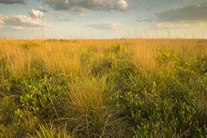 Palmetto Prints: Kissimmee Preserve State Park, Florida
