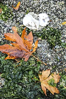 Seaweed Prints: Kitsap Peninsula, Seabeck, Washington State