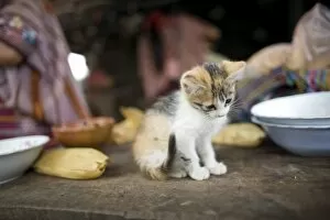 Images Dated 21st May 2005: Kitten on dining table, village of La Cumbre, Ixtahuacan, Guatemala. (NGO Restrictions