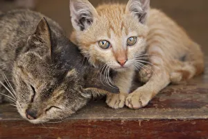 Prints of Kittens in the Cat Cat Village in the valley of Sapa, Vietnam Images Dated 2017 December: Kittens in the Cat Cat Village in the valley of Sapa, Vietnam