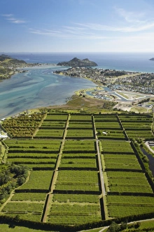 Images Dated 18th December 2009: Kiwifruit Orchard, Pauanui, and Tairua Harbour, Coromandel Peninsula, North Island