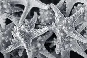Still Life Prints: Knobby Starfish, USA