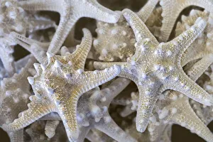 Knobby Starfish, USA