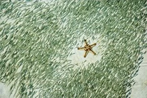 Images Dated 21st August 2005: Knobly Sea Star (Protoreaster nodosus) and small fish, Sipadan Island, Malaysia