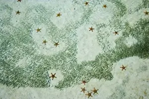 Malaysia Prints: Knobly Sea Stars (Protoreaster nodosus) and small fish, Sipadan Island, Malaysia