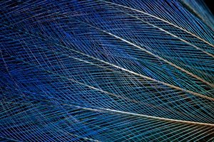 Natural Pattern Prints: Top knot feathers of the Blue Bird of Paradise